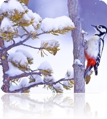Зимуючі птахи України. Цікаві факти про зимніх птахів, фото зимуючих птахів  в Україні